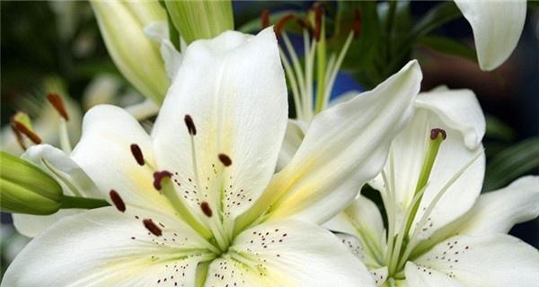 粉色百合花的花语和寓意（探秘粉色百合花的神秘象征）