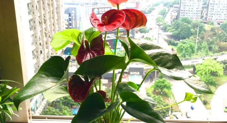 红掌花花语之美——传递爱与热情（红掌花开放的自由与力量）