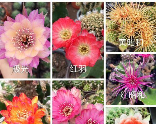 黄金莲花（散发着希望的莲花命运的转折点黄金莲花的神奇）
