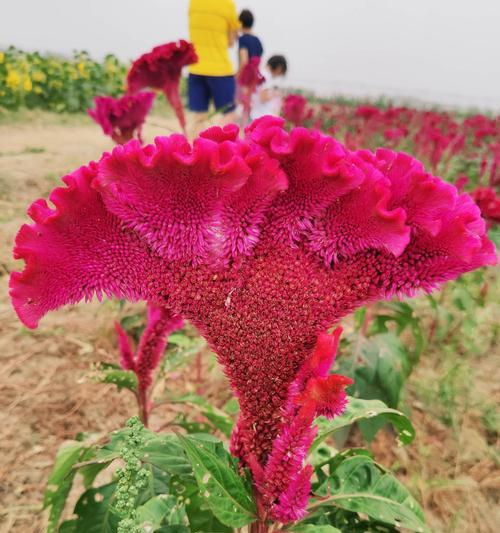 红色鸡冠花花语（红色鸡冠花的浓情表达和深邃寓意）