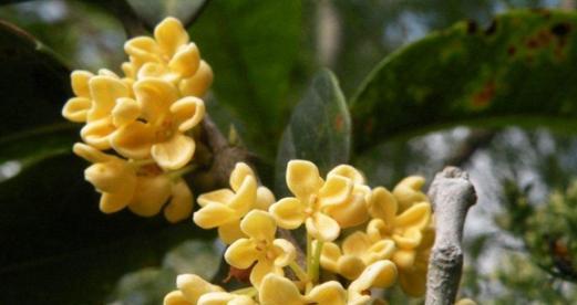 金桂花的花语与寓意（一朵富有象征意义的花朵——金桂花）