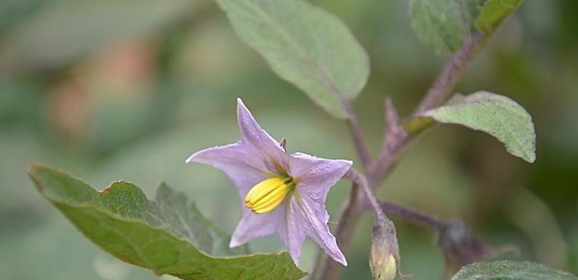 茄子花的颜色（探究茄子花的花色）