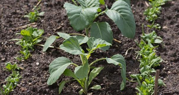 茄子苗种植全攻略（掌握这些技巧）