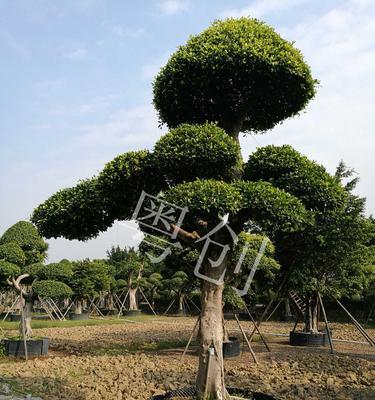 苗木全冠的意义与应用（探究苗木全冠的概念）