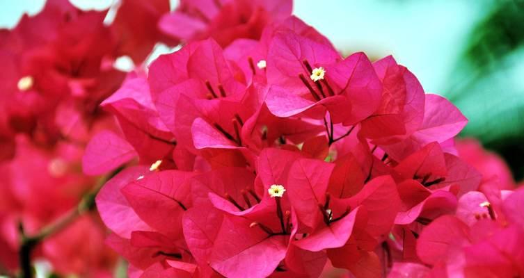 三角梅的花语和传说（神秘而美丽的花朵）