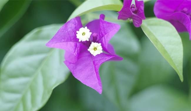 三角梅的花语与寓意（深入探寻三角梅花的含义）