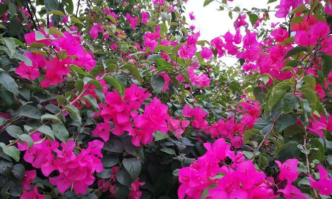 探秘三角梅花语大全（解读三角梅花语的意义与传承）
