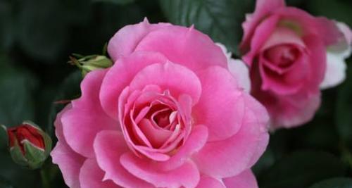 月季花语探秘——爱的花香（月季花语浪漫恋爱、热情婚姻、深情告白）