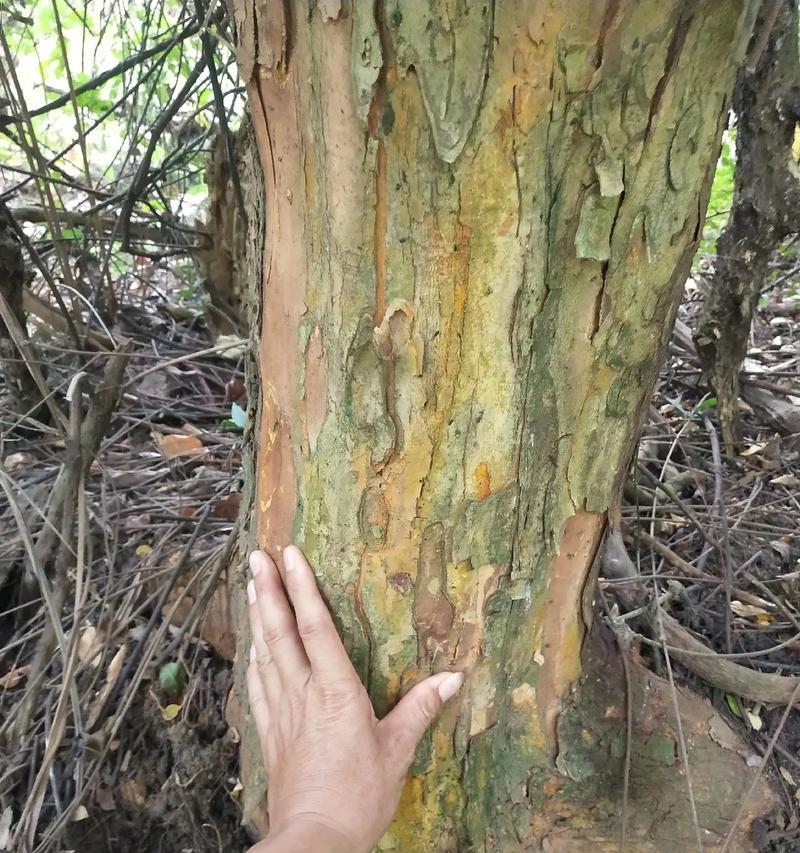 探秘黄金木的种植、生长和用途（探秘黄金木的种植）