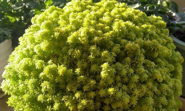 黄金植物的生长与特点（了解黄金植物）