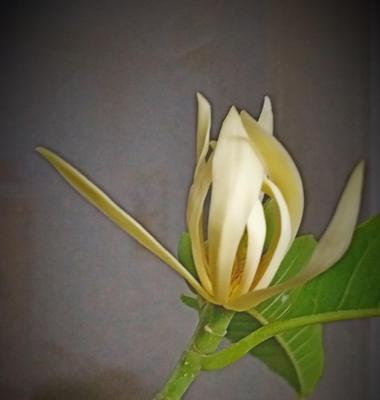 黄桷兰可以在室内种植吗（了解黄桷兰在室内种植的注意事项）