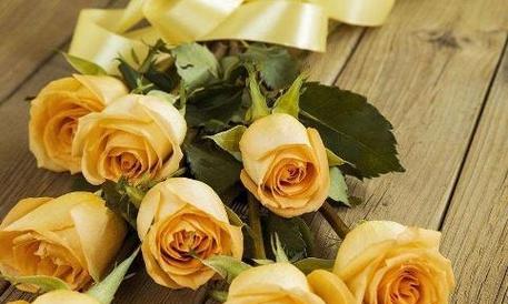 解读黄玫瑰花语（16朵黄玫瑰代表什么）