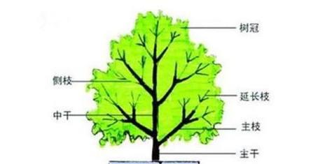 黄皮果树修剪的最佳时间、技术与管理（掌握黄皮果树修剪的要点）