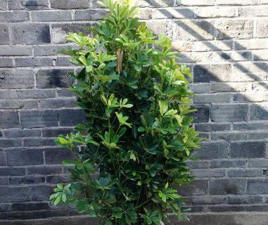 花烛的风水寓意与摆放位置（揭秘花烛的神奇力量一起来摆放花烛吸引好运）
