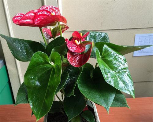 火鹤花的风水寓意与摆放位置（揭秘火鹤花的吉祥寓意和适宜摆放位置）