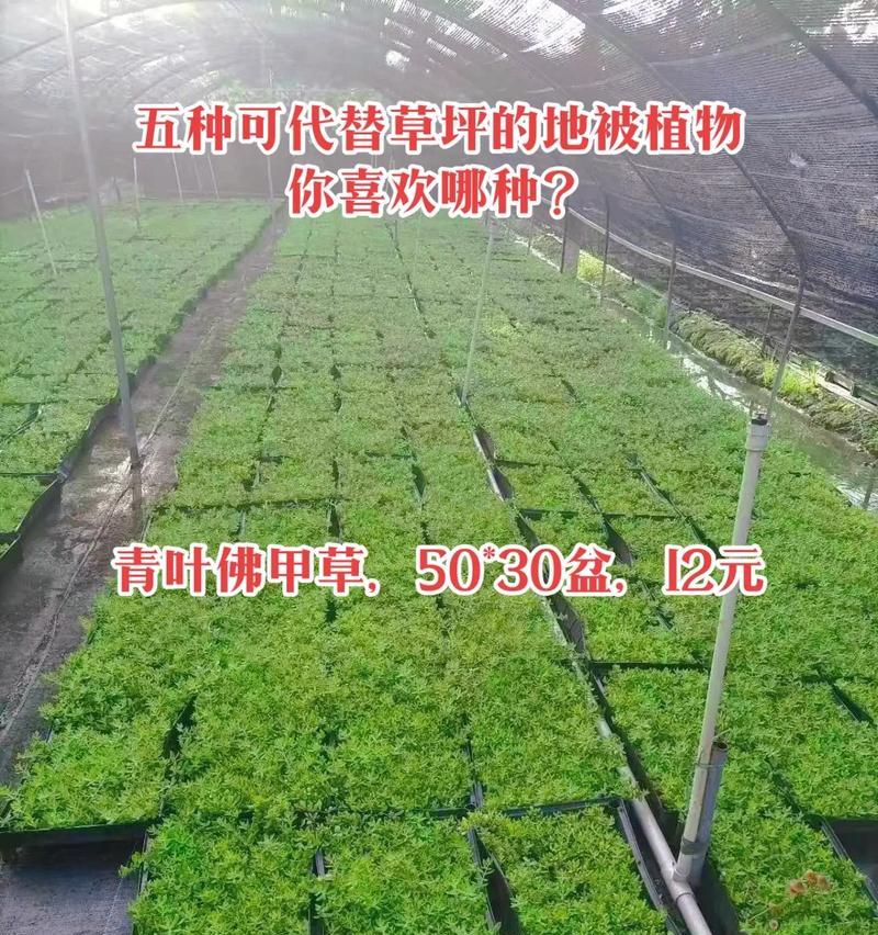 草坪肥料选购指南（打造绿色健康的草坪）