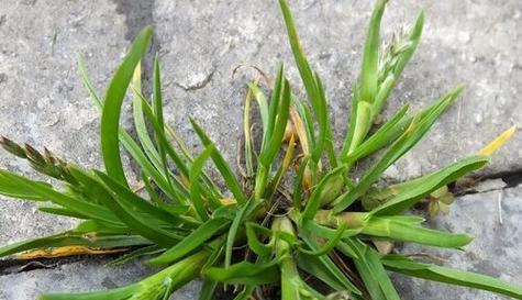 草是什么植物（了解草类植物的特点及分类体系）