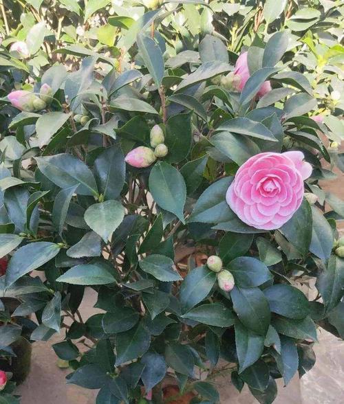 四季茶花，冬天也开花（四季常青）
