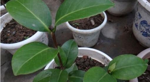 茶花苗的上盆与养护（如何正确地上盆和养护茶花苗）