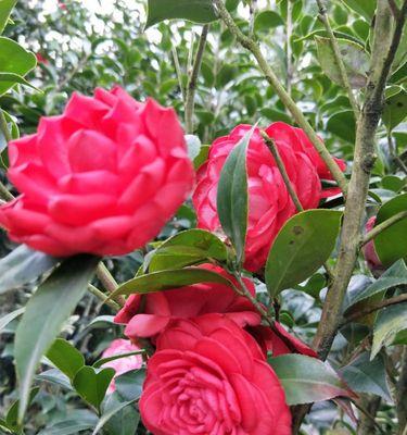 茶花嫁接技巧与成功率（掌握这些方法）