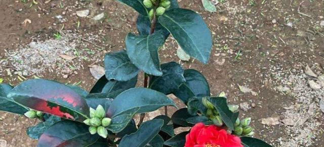 克瑞墨茶花开花时间及特点（一年开几次花）