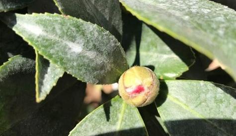 山茶花种子的发芽时间（揭秘山茶花种子发芽的关键因素与发芽时间）
