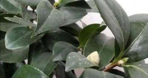 茶叶除了泡水还能做花肥吗（茶叶营养丰富）