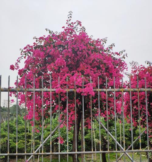 以假植苗之患与防范（危害深远）