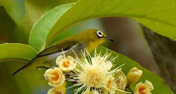 莲雾花期全面解析：观赏时间、特点及养护方法