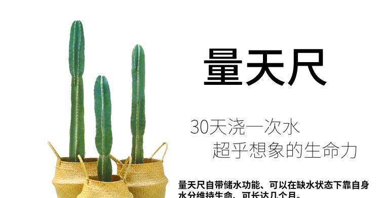 量天尺烂根怎么补救（切除后怎么栽）