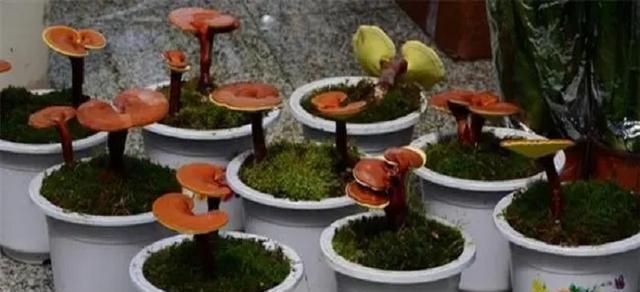 灵芝的种植与养护（掌握种植时间）