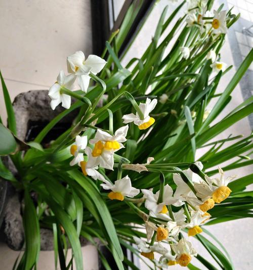 水仙花的美丽与深意（探寻水仙花的象征与内涵）
