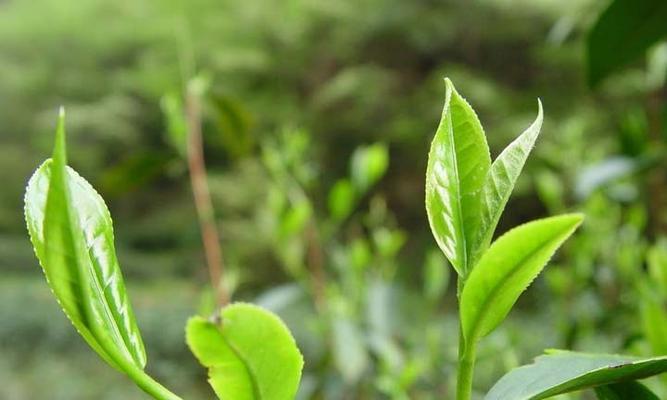 深度解析雀舌茶——一款极具特色的绿茶（从品种、产地到品鉴）