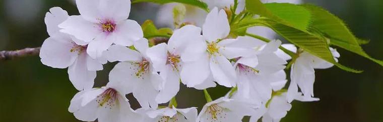 樱花（赏樱花）