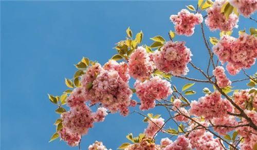 樱花的花语及寓意（揭秘樱花的隐藏花语）