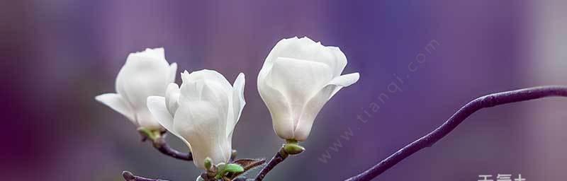玉兰花的花语与传说（玉兰花的美丽与神秘）