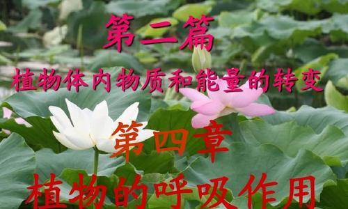 植物呼吸作用的意义（揭开植物呼吸作用的奥秘）