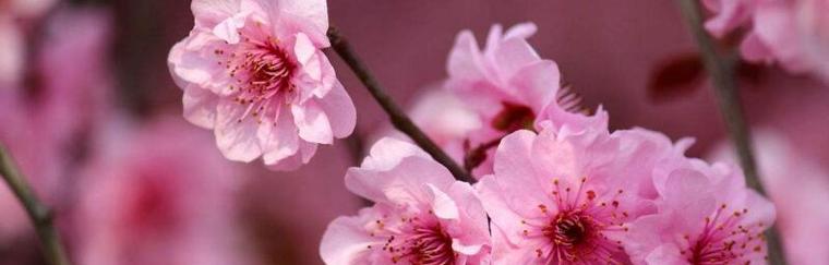 樱花的象征与意义（美丽的樱花之韵——解读樱花文化的内涵）