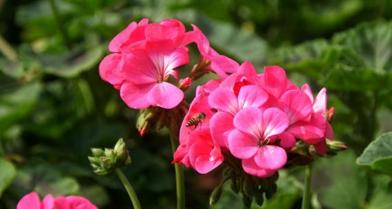 重逢之花（深情花语串联心灵的再次相聚）