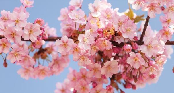 樱花的花语及象征意义（美丽的樱花与春天的希望）