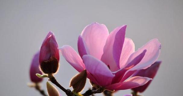 玉兰花的花语和传说（玉兰花）