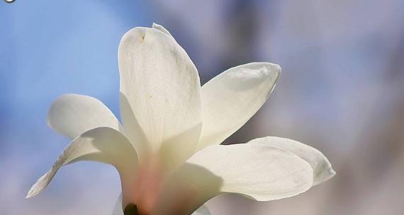 玉兰花的花语和传说（玉兰花）