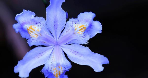 探秘鸢尾花的花语和寓意（传承千年的美丽与神秘）