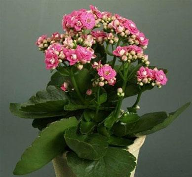 以主角为主题的花语（探寻主角花语的深层含义）