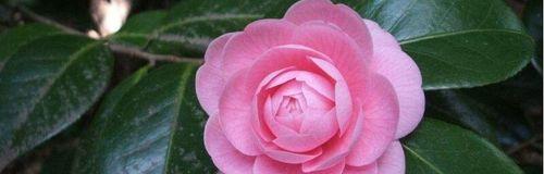 以主角为主题的花语（探寻主角花语的深层含义）