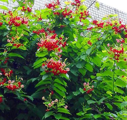 使君子的花开之道（掌握花开的规律）