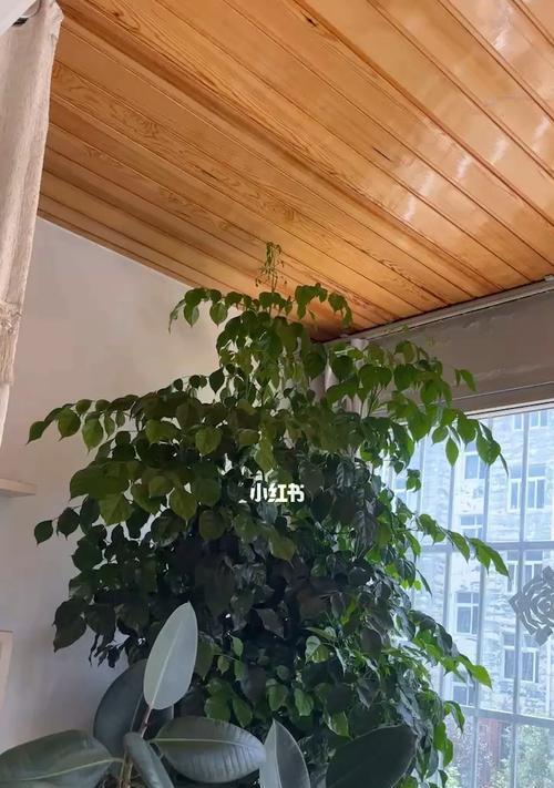 适合居家种植的屋顶树种推荐（挑选合适的树种）