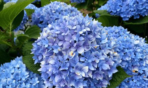 无尽夏绣球花，传递的爱意与美丽（追寻夏日的浪漫梦境）
