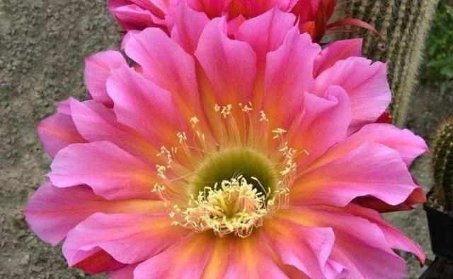 仙人球开花的寓意与象征（探寻仙人球开花的意义与象征）