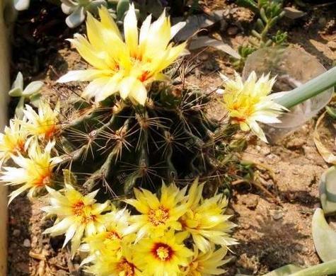 探寻仙人掌花的花语之美（揭开仙人掌花语的神秘面纱）